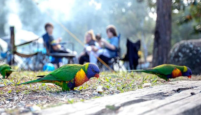 Pineapple Tours  Mount Tamborine  
