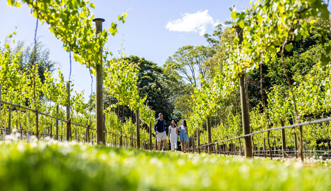 Pineapple Tours  Mount Tamborine 4