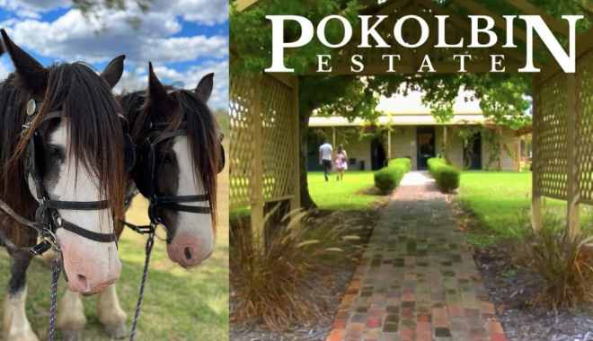 Pokolbin Horse (1)