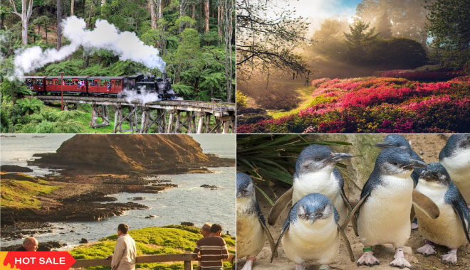 Puffing Billy And Phillip Island Wildlife Bus Tour WEB