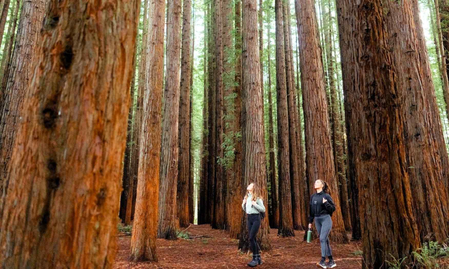 Puffing Billy, Forest Trails & Yarra Valley Discovery Tour (10)