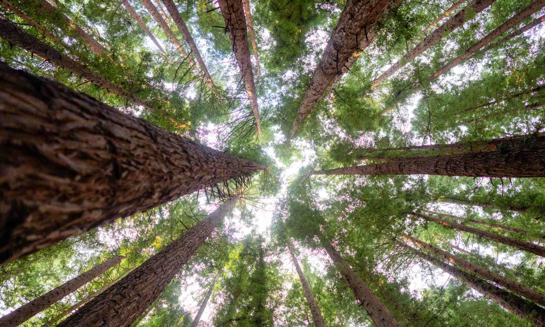 Puffing Billy, Forest Trails & Yarra Valley Discovery Tour (5)