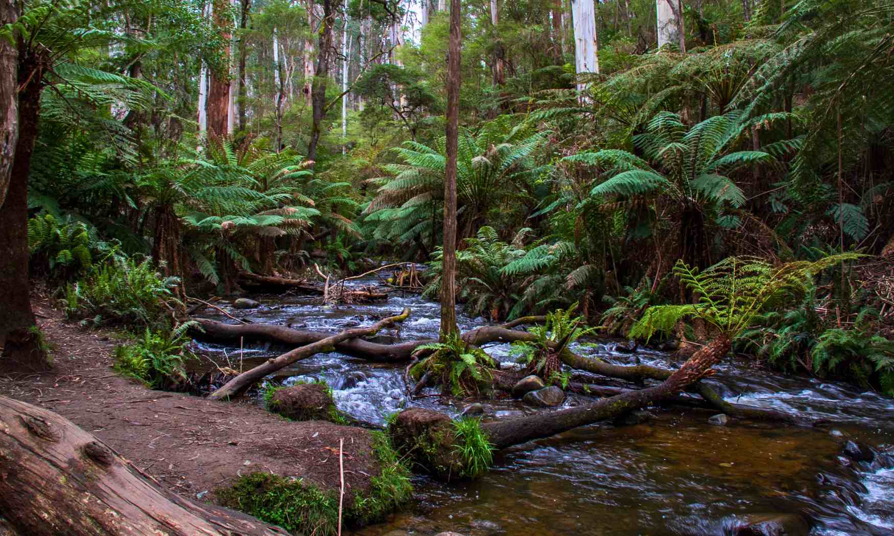 Puffing Billy, Forest Trails & Yarra Valley Discovery Tour (7)