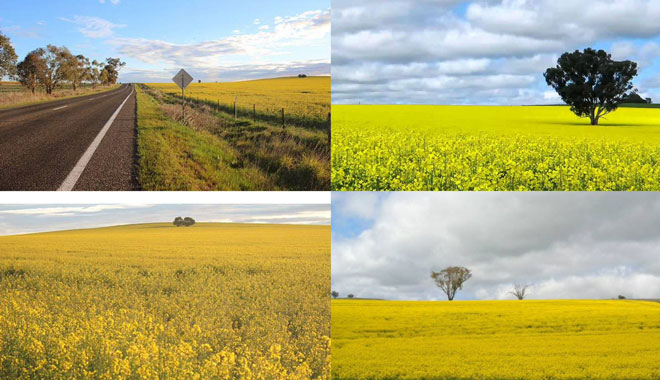 RAPE FLOWERS