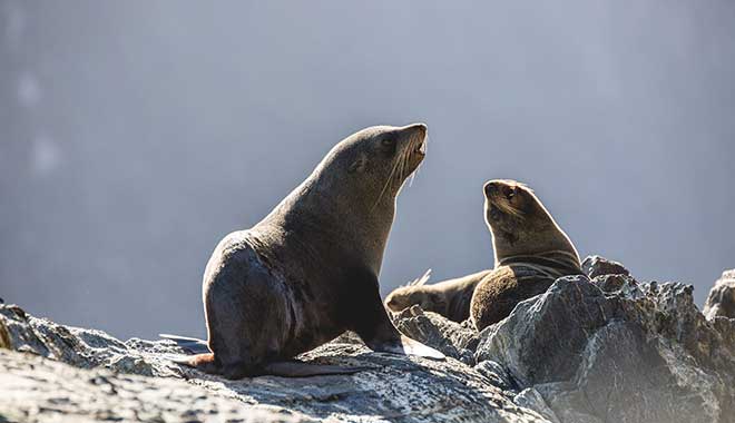 RJ MH milford scenic  7369