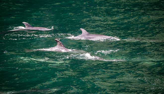 RJ Milford Scenic  87