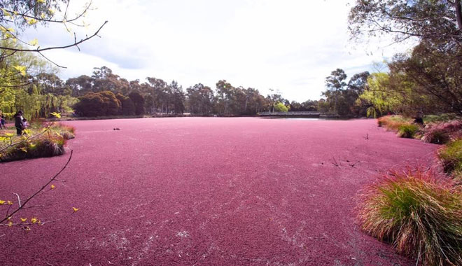 RVG Truffle Farm & Snowy 001