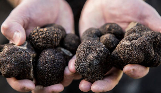 RVG Truffle Farm & Snowy 008