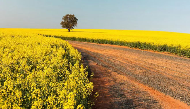 Rapeseed Flowers 002