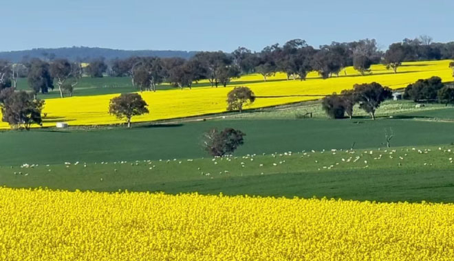 Rapeseed Flowers 004