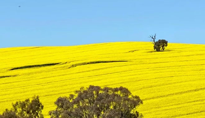 Rapeseed Flowers 009