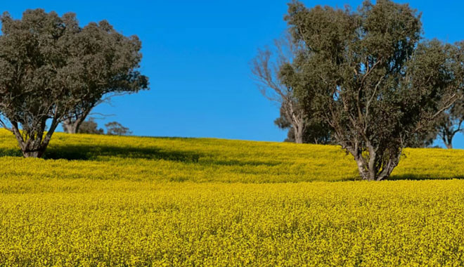 Rapeseed Flowers 019