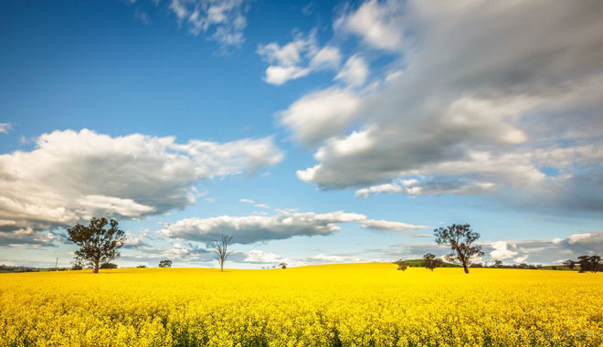 Rapeseed Flowers 095
