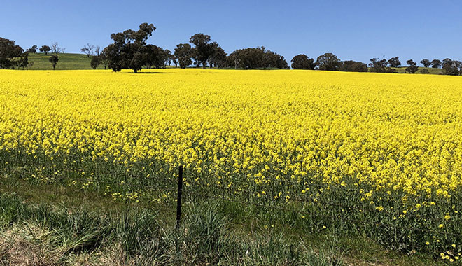 Rapeseed Flowers AND Cowra 02