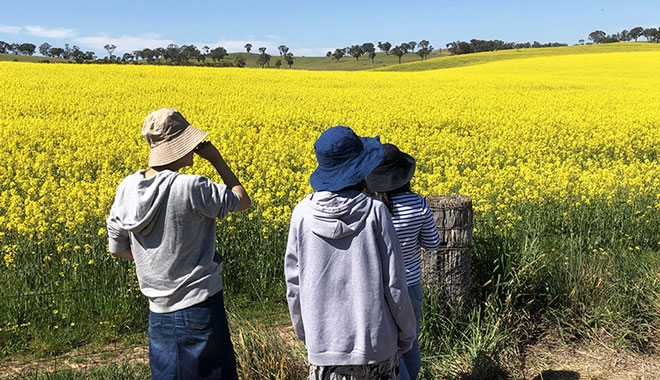 Rapeseed Flowers AND Cowra