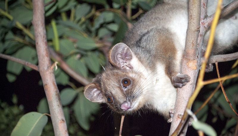 australian ringtail possum