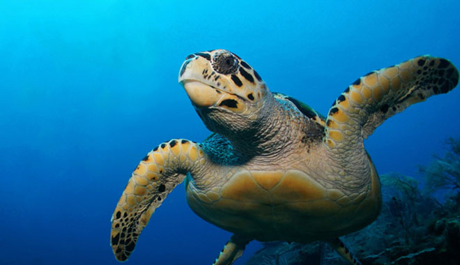 SEA LIFE Melbourne Aquarium 6