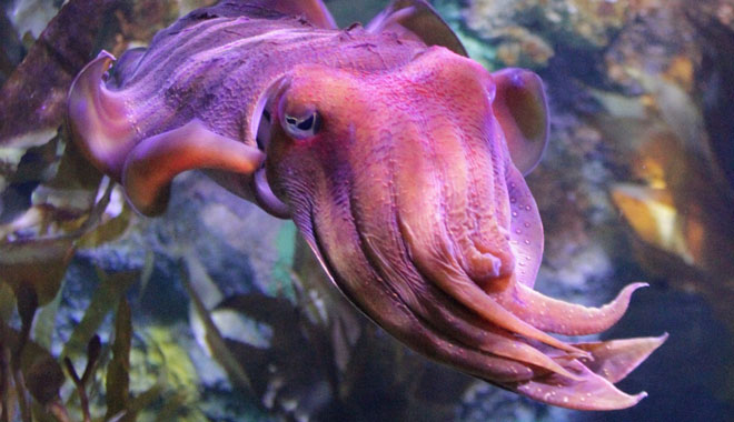 SEA LIFE Melbourne Aquarium 7