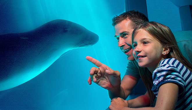 SEA LIFE Sunshine Coast Aquarium 4