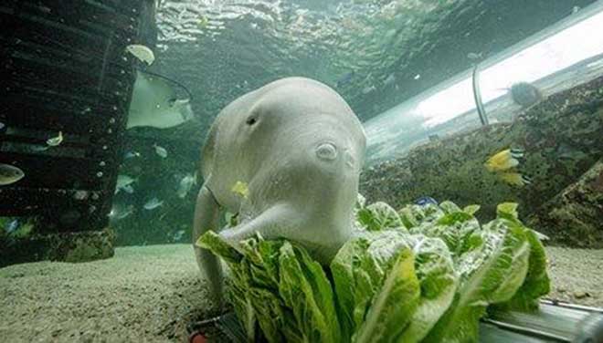 SEA LIFE Sydney Aquarium 10