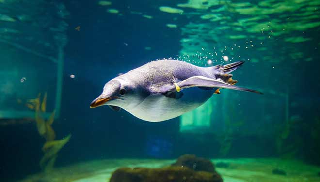 SEA LIFE Sydney Aquarium 12