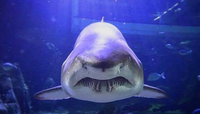 SEA LIFE Sydney Aquarium 14