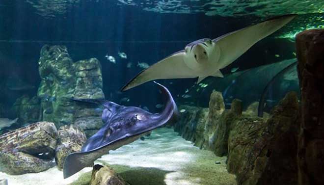 SEA LIFE Sydney Aquarium 7