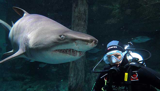 SEA LIFE Sydney Aquarium 8
