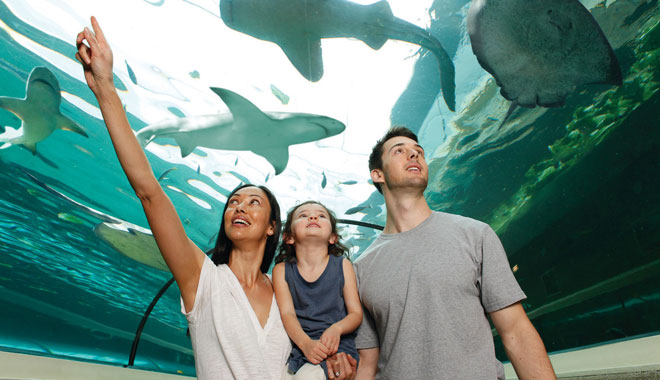 SEA LIFE Sydney Aquarium1