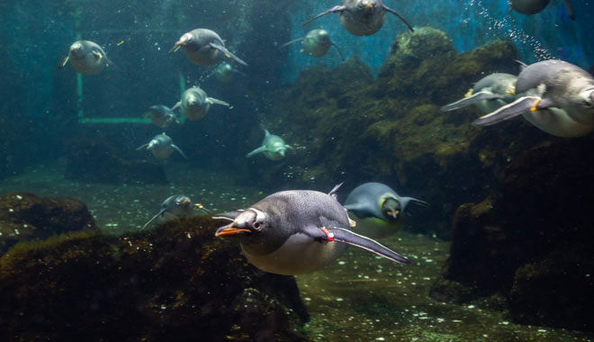SEA LIFE Sydney Aquarium2