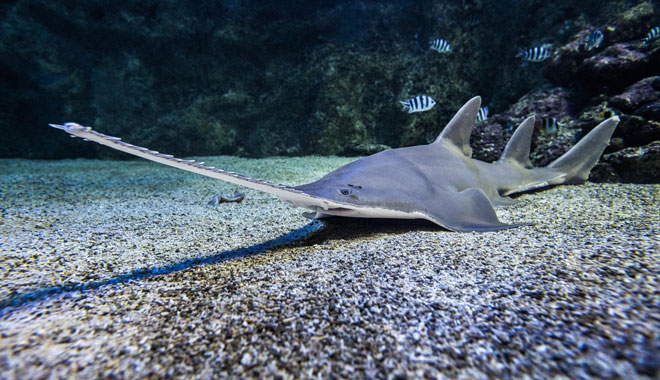 SEA LIFE Sydney Aquarium4