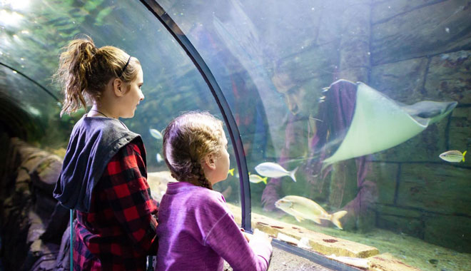 SEA LIFE Sydney Aquarium6