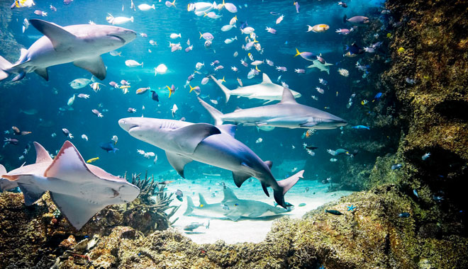 SEA LIFE Sydney Aquarium7