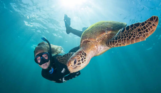 SUNLOVER SNORKELLING TURTLE