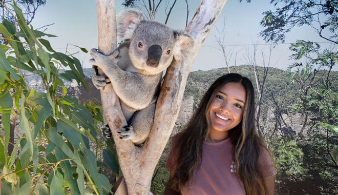 SYDNEY ZOO KOALA PHOTO 001