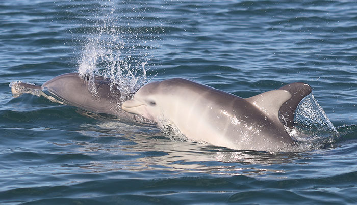 Sea West WA dolphin 001