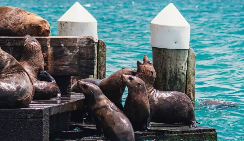 Seal Swim Adventure Tour 001