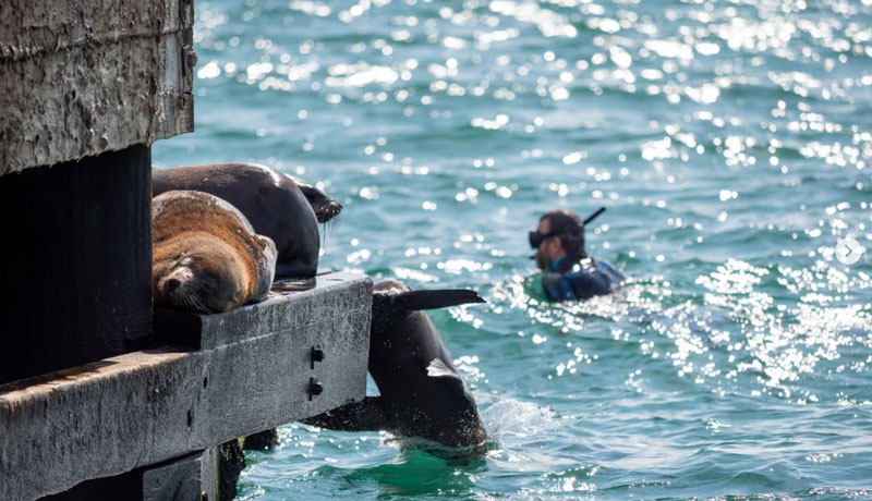 Seal Swim Adventure Tour 002