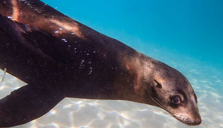 Seal Swim Adventure Tour 006