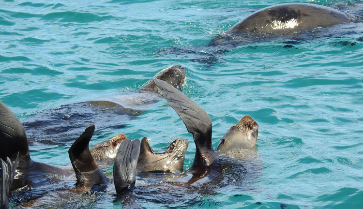 Seal Swim Adventure Tour 007