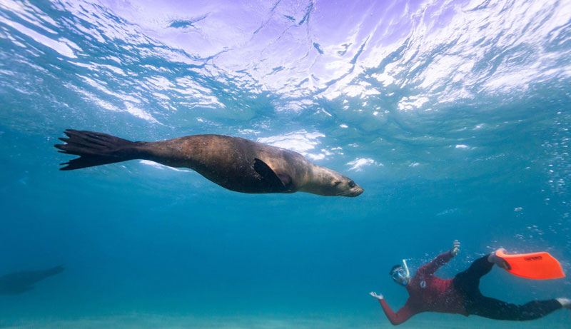 Seal Swim Adventure Tour 015