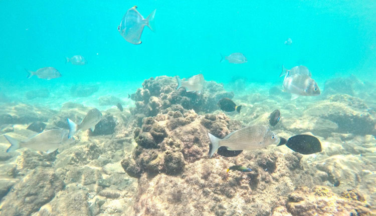 Seaway Kayaking Tours 109