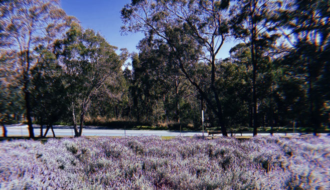 Sirromet Winery L002