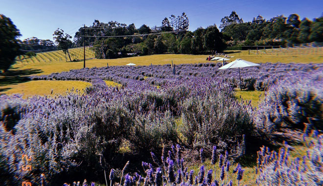 Sirromet Winery L003