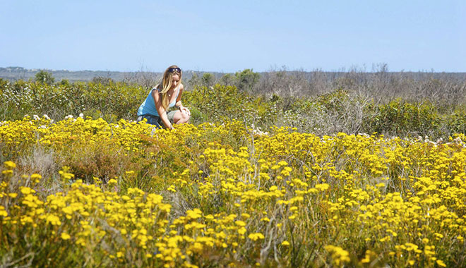 Yellow  verticordia wildflowers on Springdale Road,  near Lake S