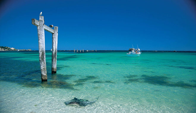 Stingray at Hamelin Bay, near Augusta