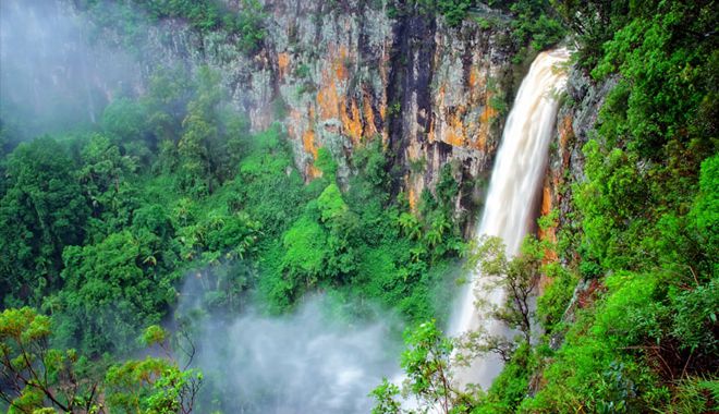 Southern Cross 4WD Tours Rainforest 14