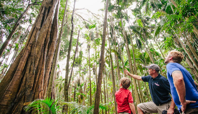 Southern Cross 4WD Tours Rainforest (5)