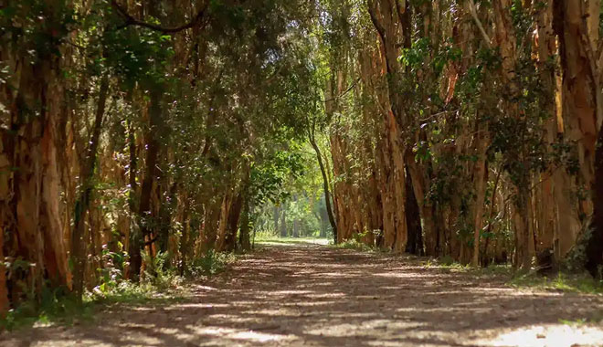 Southern Cross Tour Coombabah Lake 03