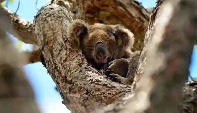 Southern Cross Tour Coombabah Lake 06
